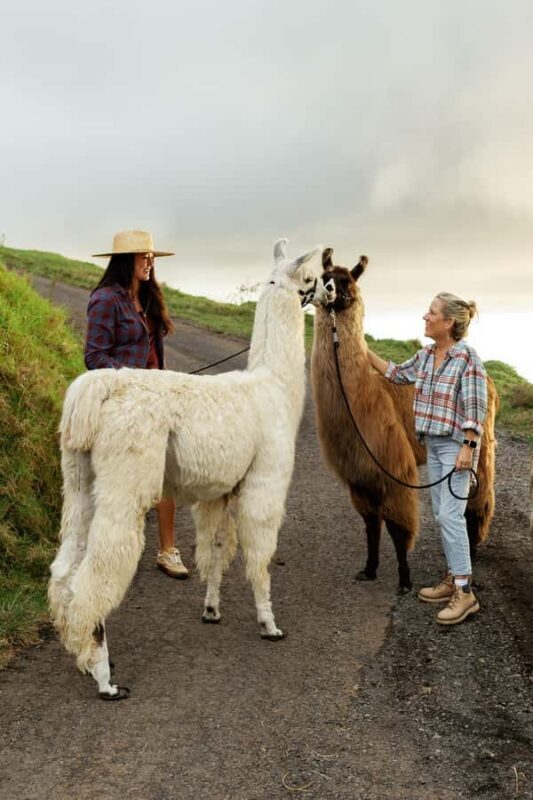 Maui: Sunset Llama Trek on Haleakala - An Authentic Maui Adventure Beyond the Beach