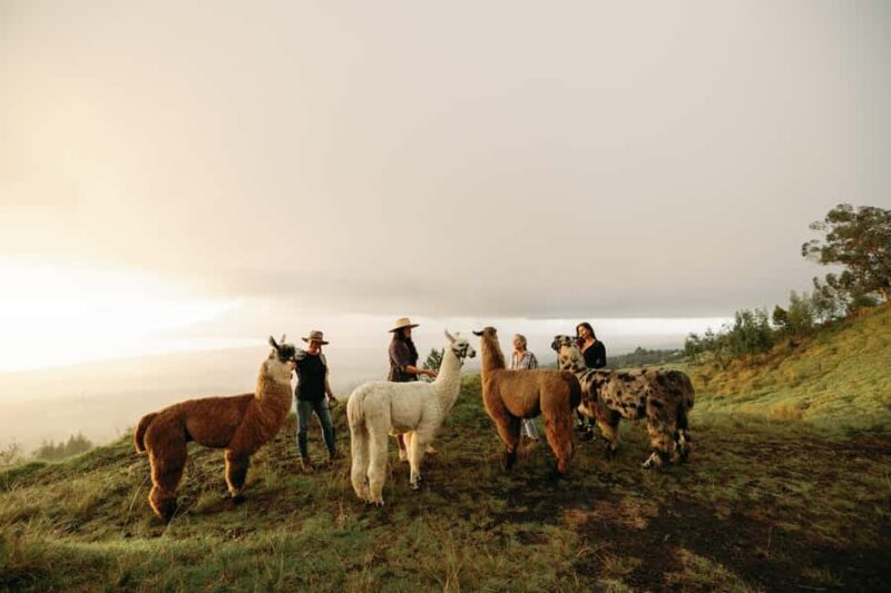 Maui: Sunset Llama Trek on Haleakala - Price and Value Analysis