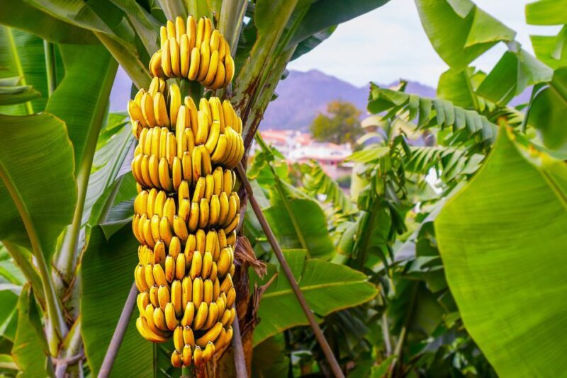 Maui Tropical Rainforest Eco Tour with Lunch - FAQ