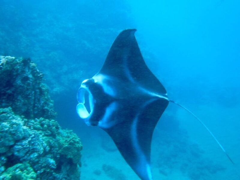Maui: Turtle Town Kayak and Snorkel Tour - An Honest Look at Maui’s Turtle Town Kayak and Snorkel Experience