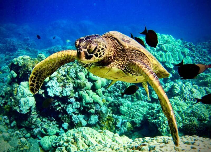 Maui: Turtle Town Snorkeling Tour with a Marine Biologist - Introduction: What This Tour Offers