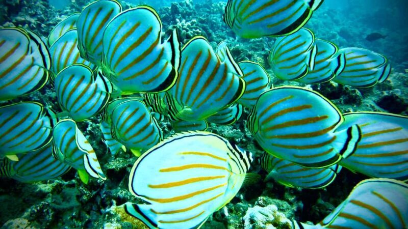 Maui: Turtle Town Snorkeling Tour with a Marine Biologist - What to Expect on the Tour