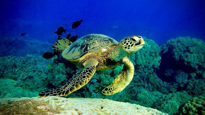 Maui: Turtle Town Snorkeling Tour with a Marine Biologist - FAQ