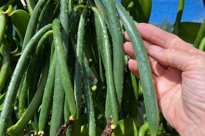 Maui Vanilla Farm Private Tour - An In-Depth Look at the Maui Vanilla Farm Private Tour
