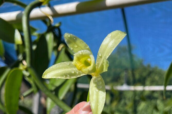 Maui Vanilla Farm Tour Discover Organic Farming and Tasting - Key Points