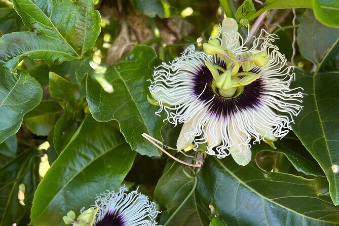 Maui Vanilla Farm Tour Discover Organic Farming and Tasting - What Makes This Tour Stand Out?