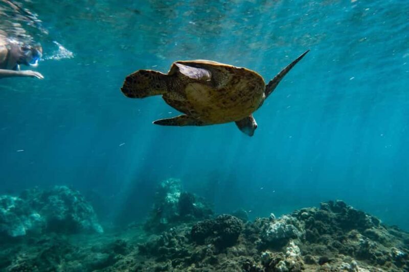 Maui: West Coast Snorkeling Boat Tour w/Breakfast & Lunch - The Sum Up