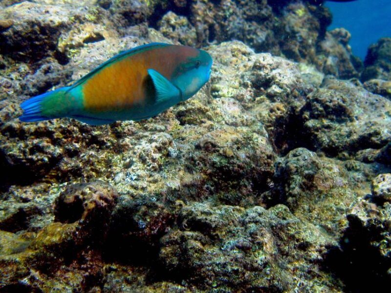 Maui: West Side Discovery Kayak & Snorkel from UKUMEHAME - What Makes This Tour Stand Out?