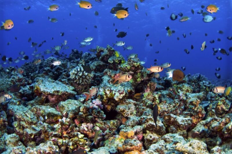 Maui: West Side Discovery Kayak & Snorkel from UKUMEHAME - Who Is This Tour Best Suited For?