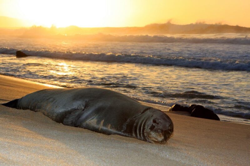 Maui: West Side Discovery Kayak & Snorkel from UKUMEHAME - FAQ