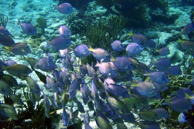 Mayan Adventure: Snorkel in Cove, Cenotes & Underground River - Final Thoughts