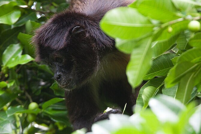 Mayan Adventure to Coba and Cenote and Punta Laguna from Valladolid - Refreshing Dip in the Multum Ha Cenote