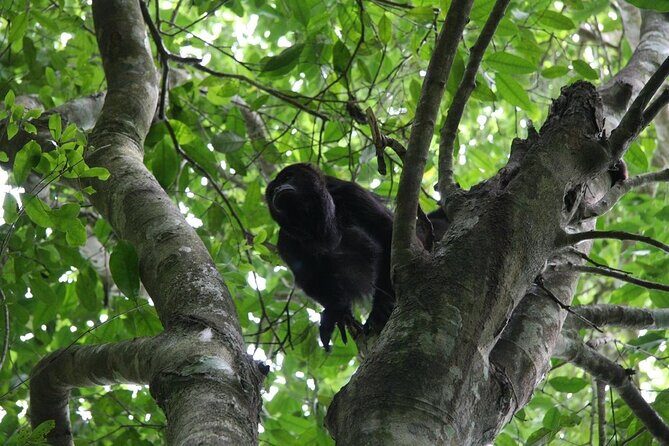 Mayan Adventure to Coba and Cenote and Punta Laguna from Valladolid - The Experience and the Guides