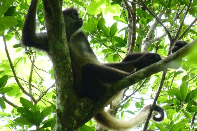 Mayan Adventure to Coba and Cenote and Punta Laguna from Valladolid - Value and Suitability