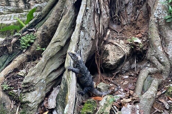 Mayan Jungle Adventure (Private, Full Day) - Frequently Asked Questions (FAQ)