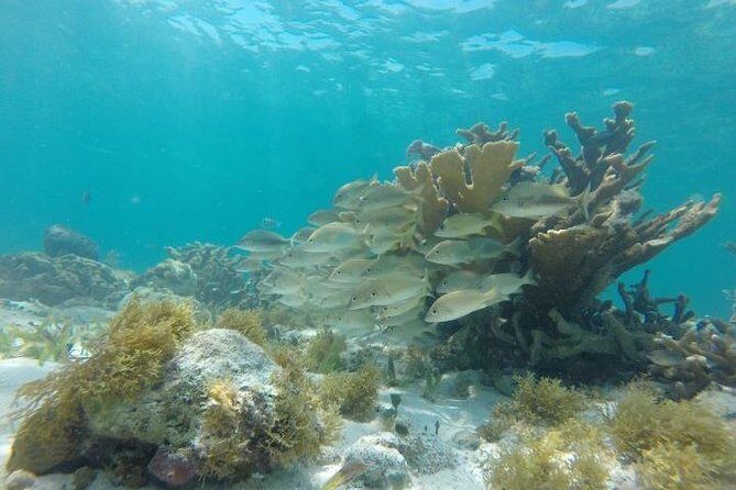 Mayan Jungle Tour Speed Boat Snorkel and Snack - The Overall Value