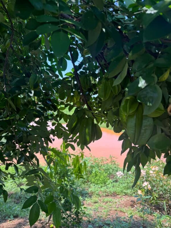 Mazatlán: Fruit Tour with Lunch and Mezcal Tasting - The Sum Up