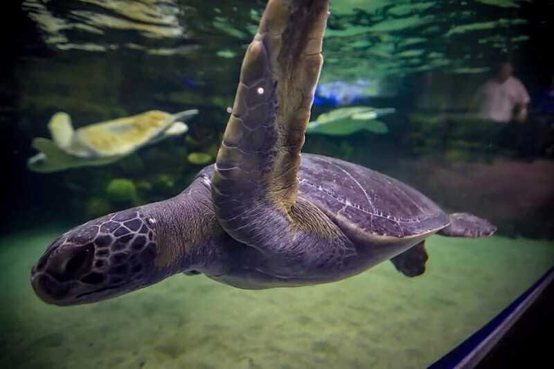 Mazatlan: Grand Aquarium Ticket and City Sightseeing Tour - FAQ