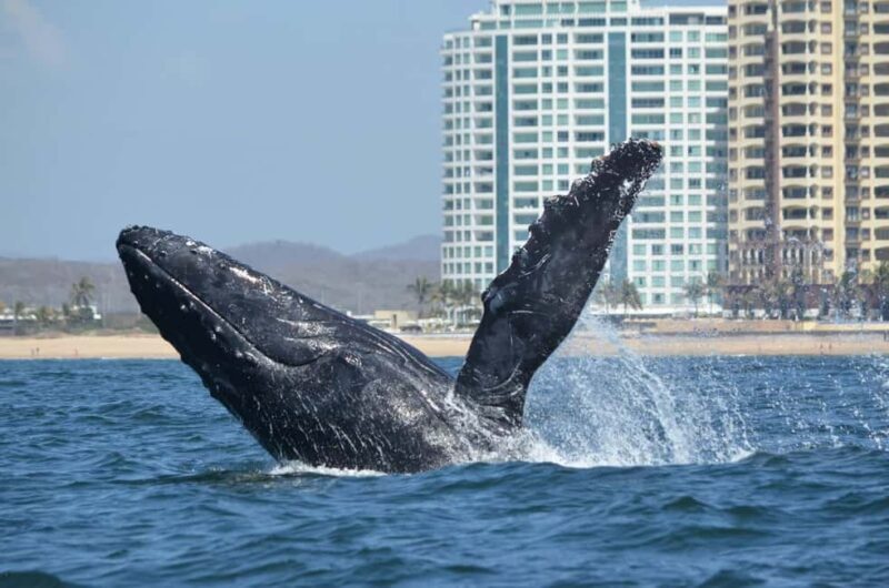 Mazatlán: Whale-Watching Boat Tour with Marine Experts - An In-Depth Look at the Mazatlán Whale-Watching Tour