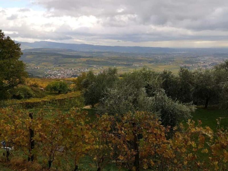 Mazzurega: Winery Tour with Tasting and Food Pairing - An Authentic Taste of Veneto’s Winemaking