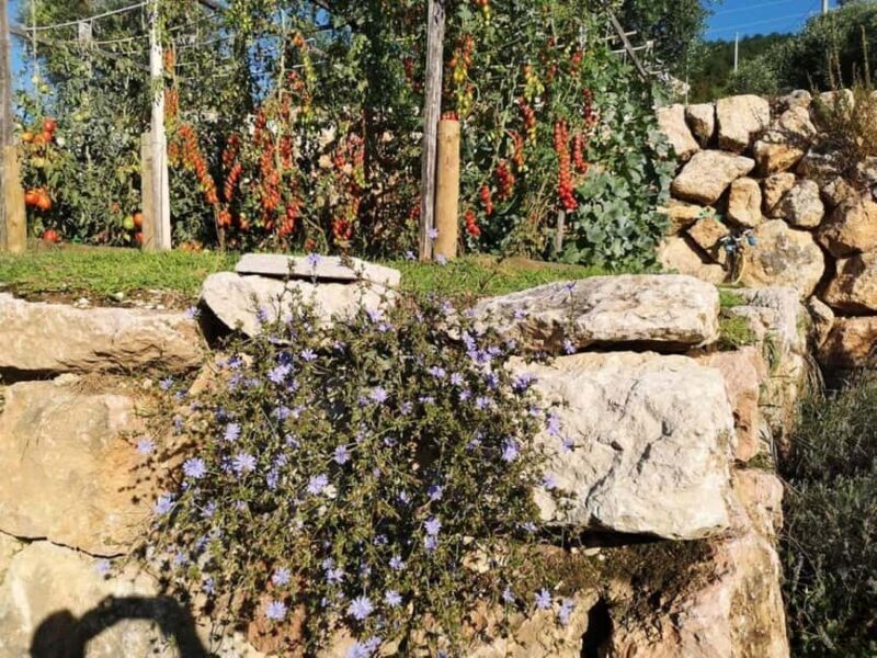 Mazzurega: Winery Tour with Tasting and Food Pairing - Practical Details and What to Expect