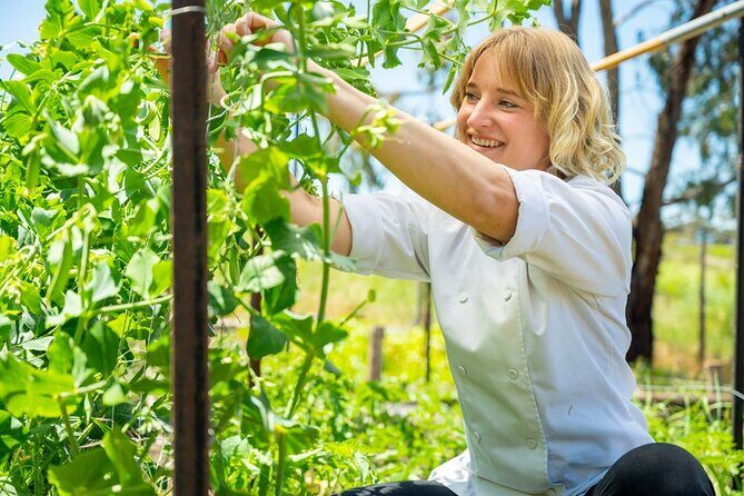 McLaren Vale 4x4 Premium Food and Wine Tour with Private Lunch - Key Points