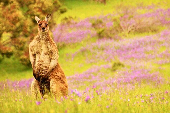 McLaren Vale 4x4 Premium Food and Wine Tour with Private Lunch - The Sum Up