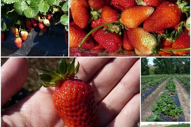 McLaren Vale & Historic Hahndorf Wine Tour - The Sum Up