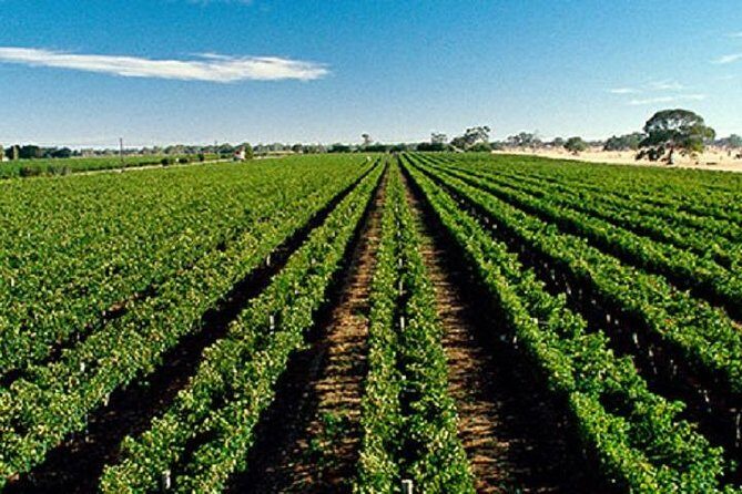 McLaren Vale Private Luxury Wine Tour - Full Day - Final Thoughts