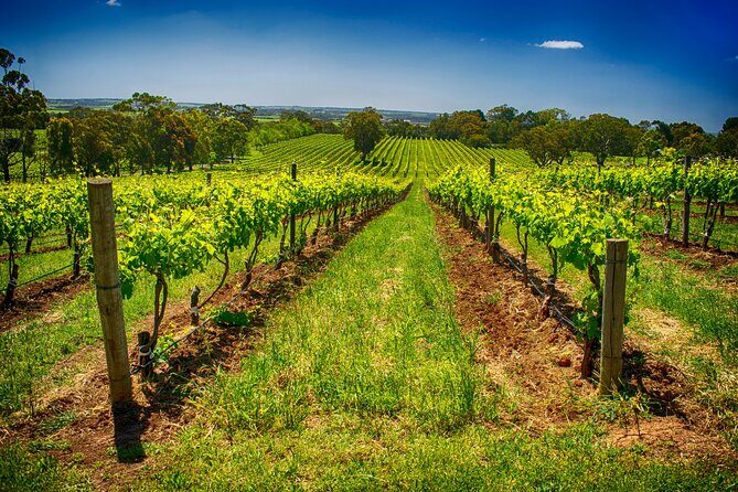 McLaren Vale Winery Small Group Tour with Wine Tasting and Lunch - The Verdict: Is This Tour Right for You?