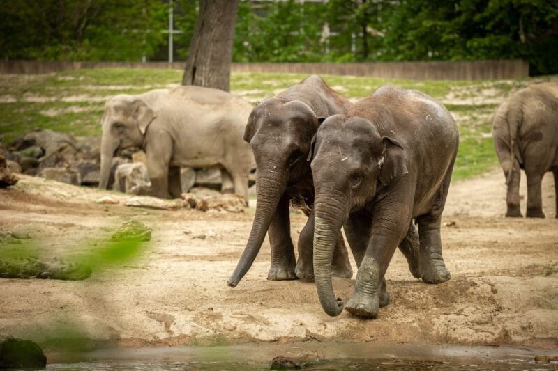 Mechelen: Planckendael ZOO Entry Ticket - What Is Planckendael Zoo? A Closer Look