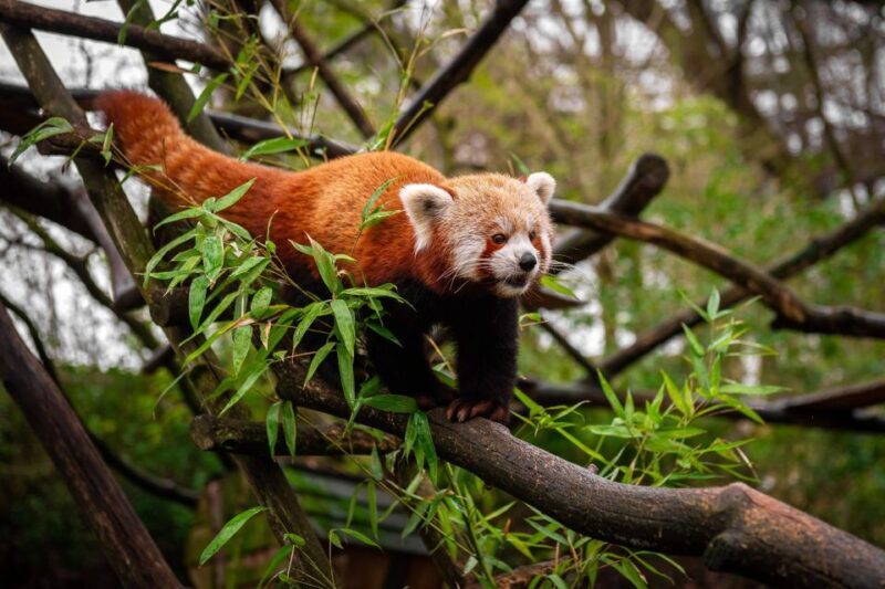 Mechelen: Planckendael ZOO Entry Ticket - Visitor Feedback and Insights