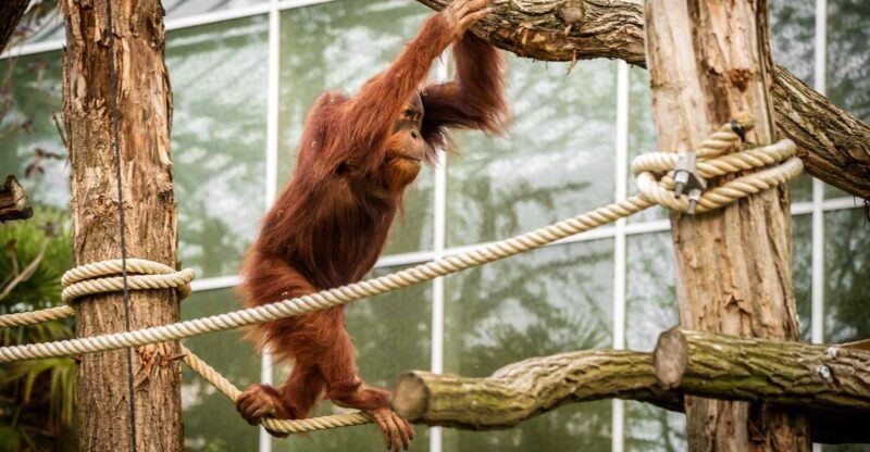 Mechelen: Planckendael ZOO Entry Ticket - The Sum Up: A Well-Rounded Wildlife Experience