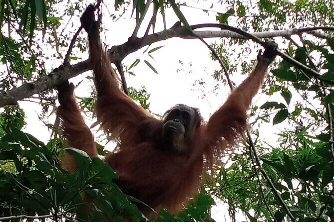 Medan - Bukit Lawang Fullday Tour - Final Thoughts