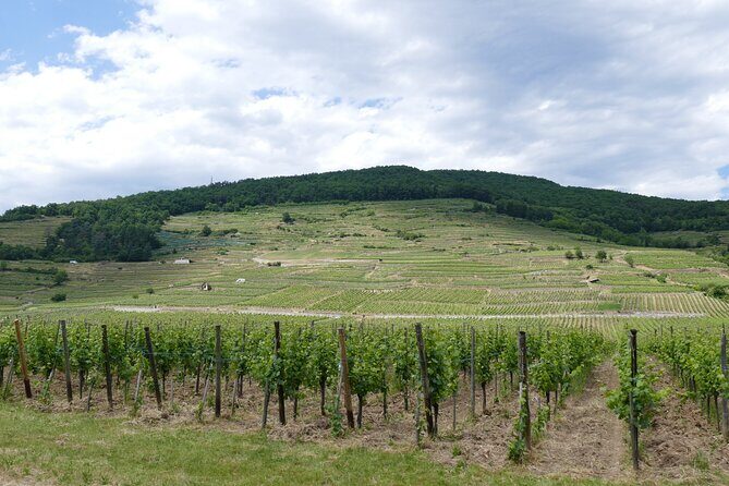 Medieval Alsace and Wine Tasting from Colmar - Transport, Timing, and Group Dynamics