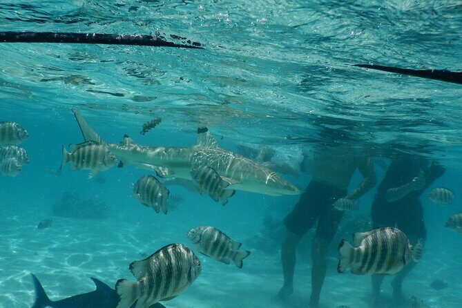 Medium Magical Combo in Moorea of 2 hours of Jetski and 3h30 of Quad - What Makes This Tour Stand Out?