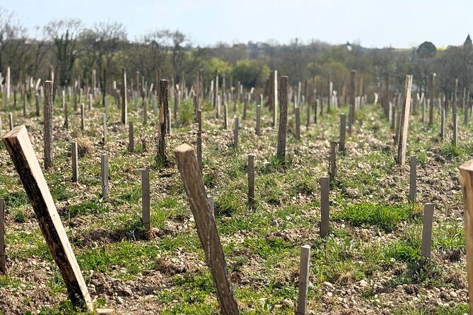 Medoc 1855 Individual Full Day Wine Tour - Final Thoughts: Is This Tour Right for You?