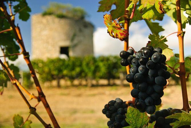 Médoc Region Half-Day Wine Tour with Winery Visit & Tastings from Bordeaux - Exploring the Médoc Wine Region: A Balanced Look at the Half-Day Tour from Bordeaux