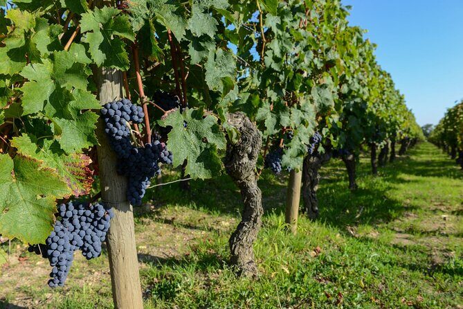 Medoc Region Wine Day Trip with Vineyard Visits & Tastings from Bordeaux - Pricing and Value