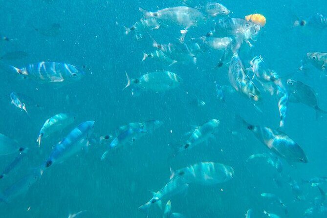 Medulin: Glass Boat Tour Experience to Kamenjak - The Sum Up