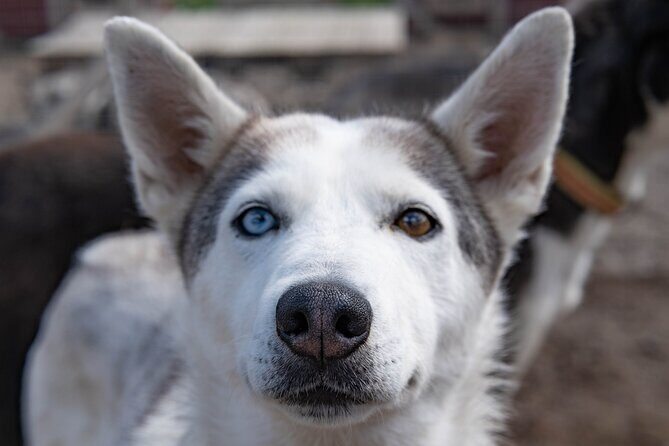 Meet 70 Huskies and Enjoy a short ATV Tour with the Huskies - Who Should Book This Tour?