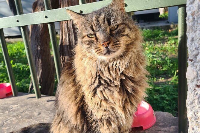 Meet the Cats of Acropolis and Thissio Private Tour - Who Should Consider This Tour?