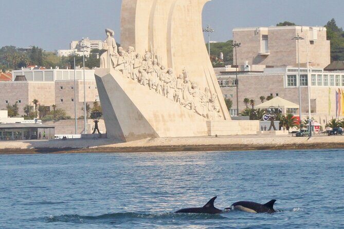Meet the Lisbon Dolphins - Dolphin Watching in Lisbon - An Overview of the Experience