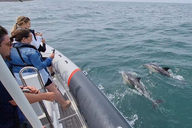 Meet the Lisbon Dolphins - Dolphin Watching in Lisbon - The Small-Group Advantage