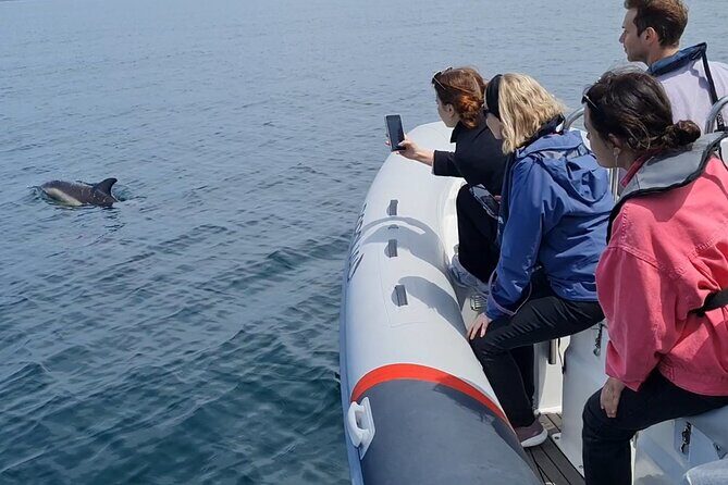 Meet the Lisbon Dolphins - Dolphin Watching in Lisbon - Authenticity and Education