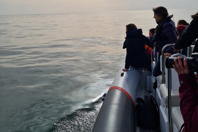 Meet the Lisbon Dolphins - Dolphin Watching in Lisbon - Practical Details and Tips