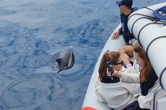 Meet the Lisbon Dolphins - Dolphin Watching in Lisbon - Authentic Experiences from Reviewers