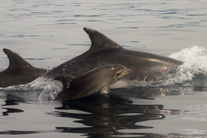 Meet the Lisbon Dolphins - Dolphin Watching in Lisbon - Who Will Love This Tour?