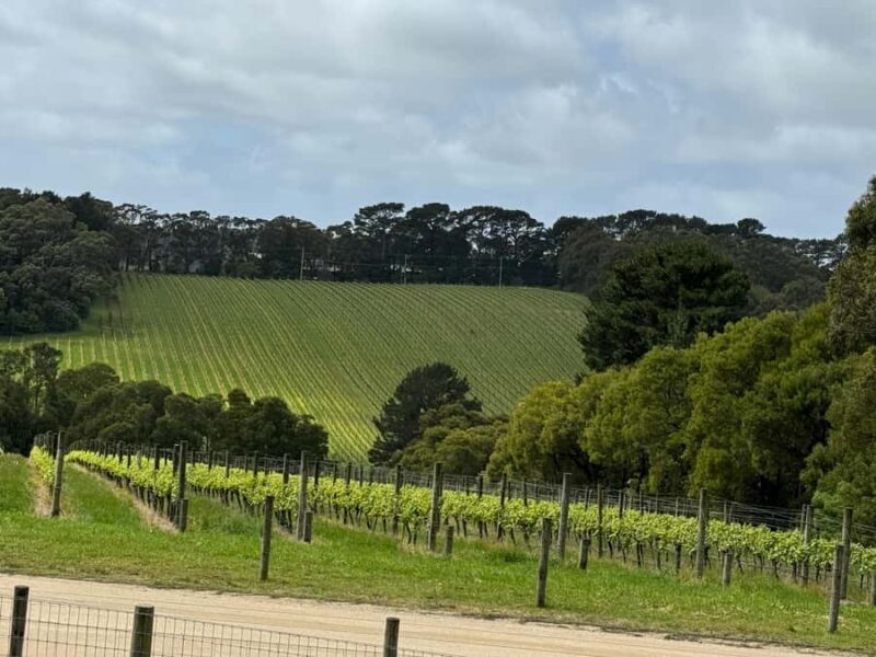 MEL: Private Yarra Valley Wine & Healesville Sanctuary Tours - Key Points