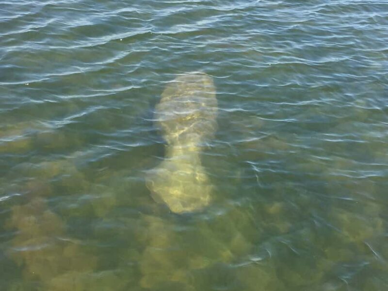 Melbourne: 2-Hour Dolphin & Manatee River Tour - Melbourne: 2-Hour Dolphin & Manatee River Tour — A Practical Look at Florida’s Waters